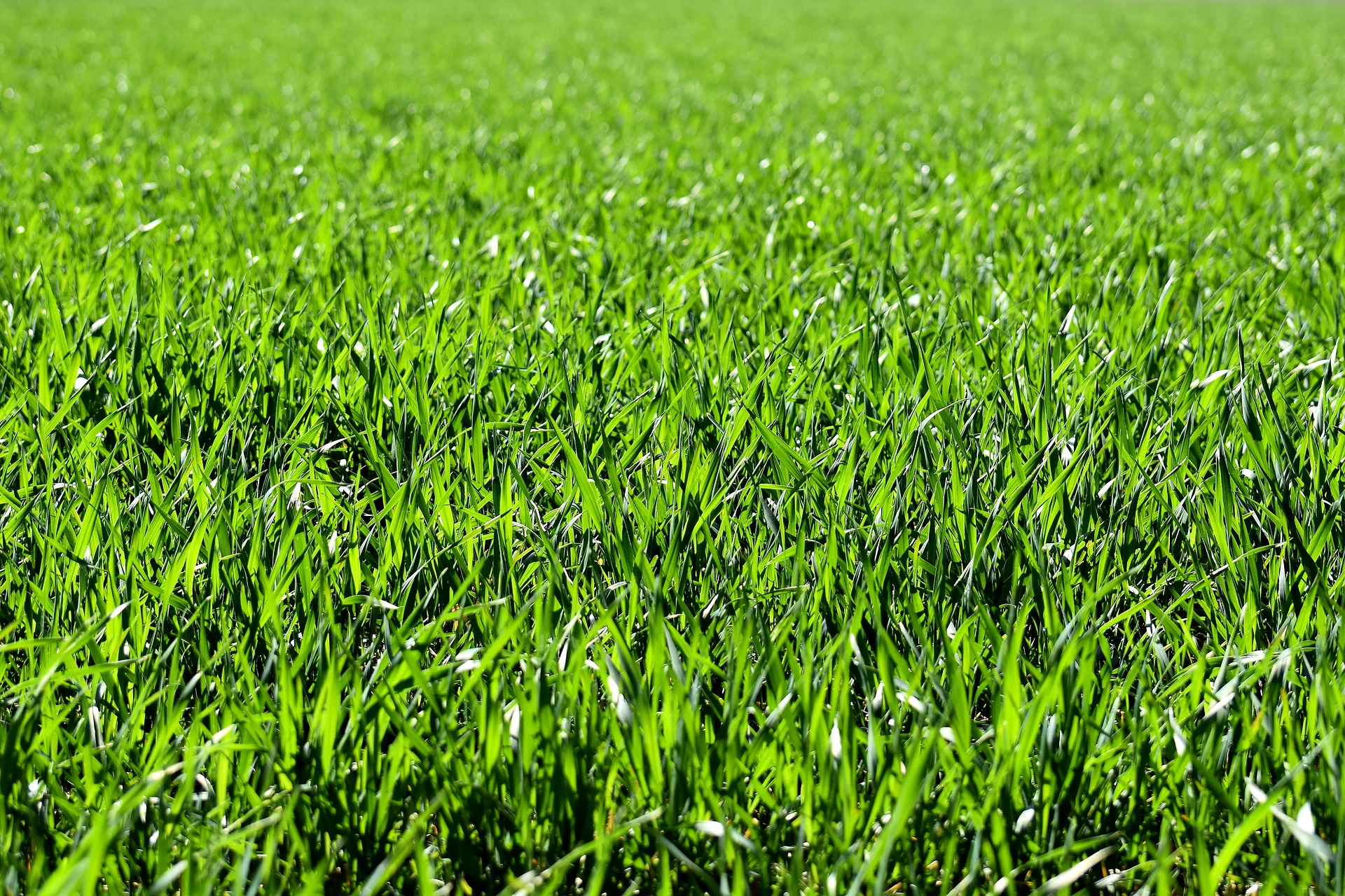 Meyer Zoysia Grass Meyer Zoysia